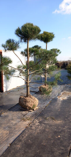 BONSAS Juodoji pušis